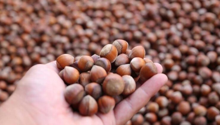 Alaplı’da Fındık Fiyatları Patladı: Tüccarlar 260 TL’den Alıyor