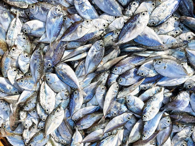 Balık Sezonunun En Doğru Seçimi: Beslenmede Omega-3 ve Sağlık Odaklı Rehber