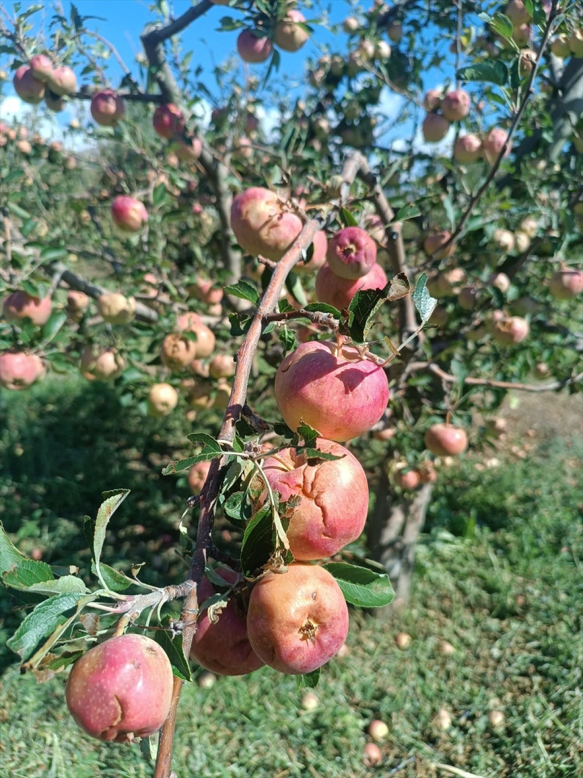 Doludan Etkilenmiş Gelendost ve Çiftçi İçin Yeni Bilgilendirme