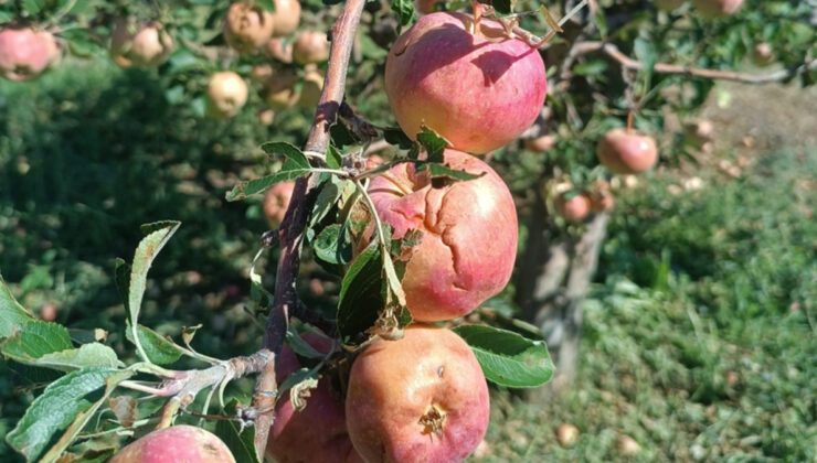 Doludan Etkilenmiş Gelendost ve Çiftçi İçin Yeni Bilgilendirme