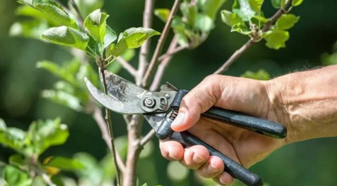 Eylül Budama Rehberi: Bahçenizde Sağlıklı Gelişim İçin Önerilen Ağaç ve Süs Bitkileri