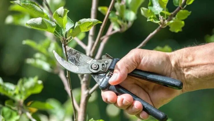 Eylül Budama Rehberi: Bahçenizde Sağlıklı Gelişim İçin Önerilen Ağaç ve Süs Bitkileri