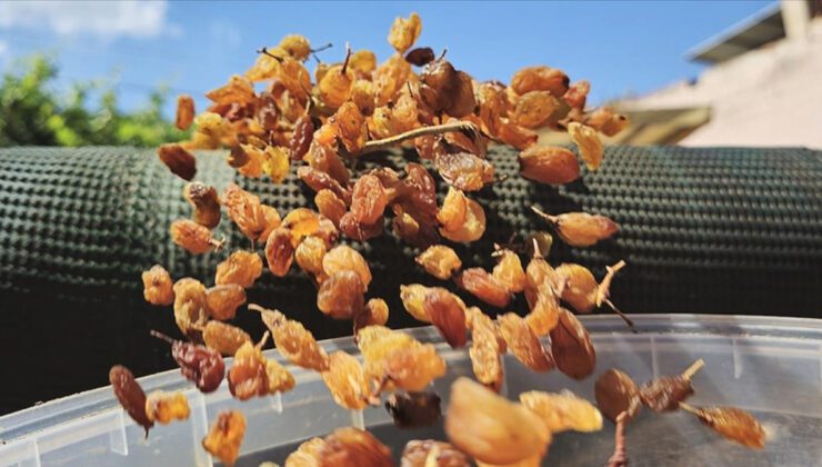 Kuru Üzüm Rakamları: Rekolte Düşüşe Rağmen İhracatta Rekor Gelir