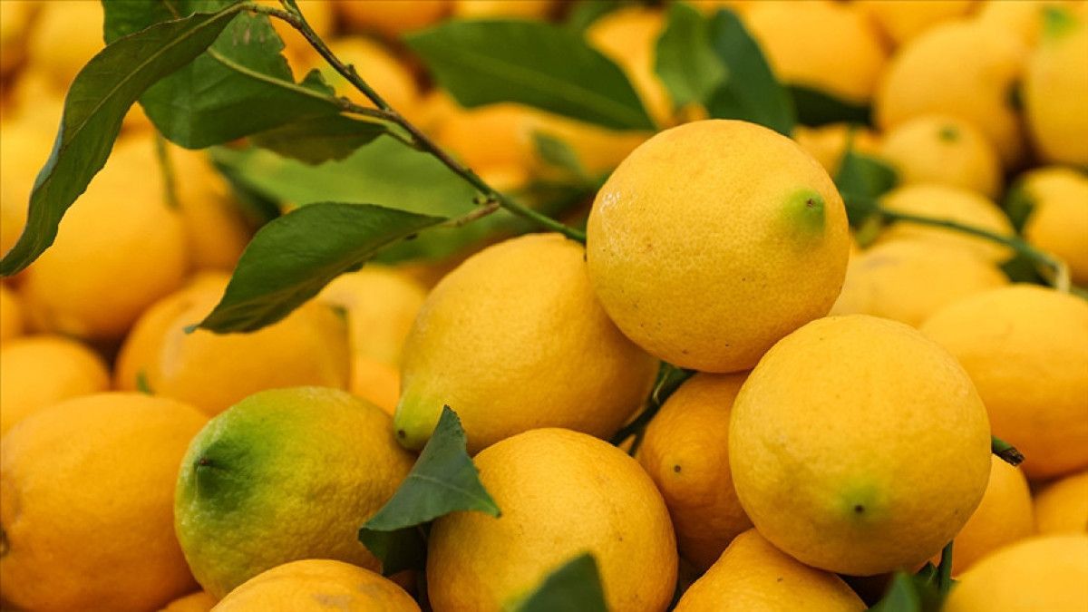 Limón ve Elma İhracatında Yeni Dış Ticaret Tedbirleri ve İç Piyasa Dengenin Korunması