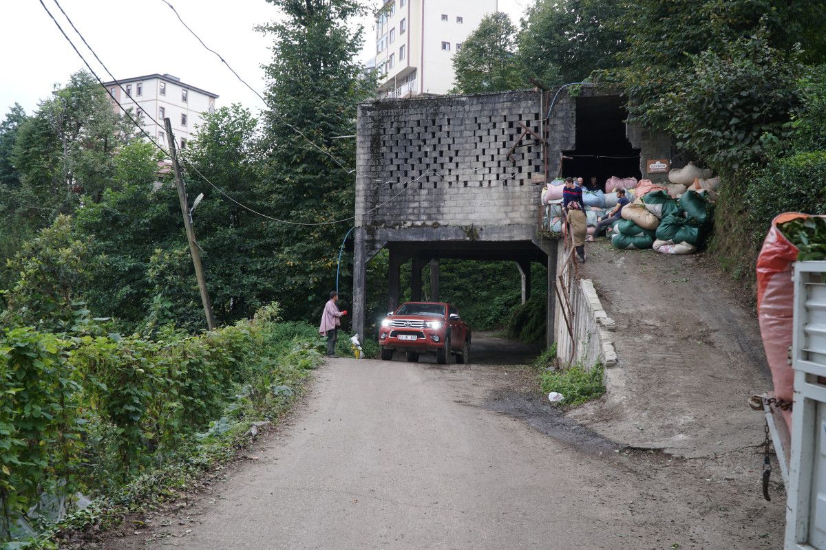 Rize’nin Tütüncüler Köyü’nde Yol Üstünde Çay Alımı: Tarihi Bir Çözüm