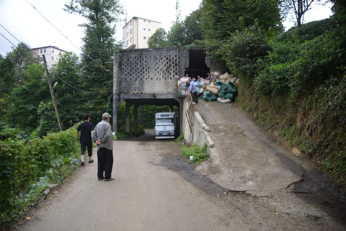 Rize’nin Tütüncüler Köyü’nde Yol Üstünde Çay Alımı: Tarihi Bir Çözüm