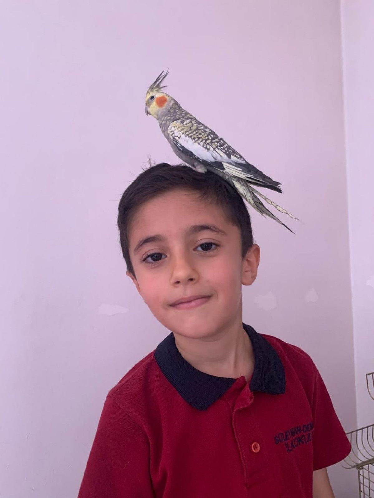 Siirt’te Kayıp Zeytin: İki Kardeşin Umutla Geri Dönüş Mücadelesi