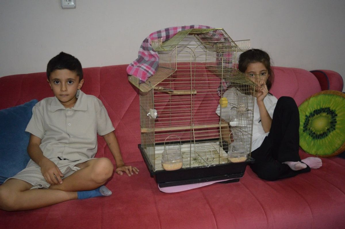 Siirt’te Kayıp Zeytin: İki Kardeşin Umutla Geri Dönüş Mücadelesi