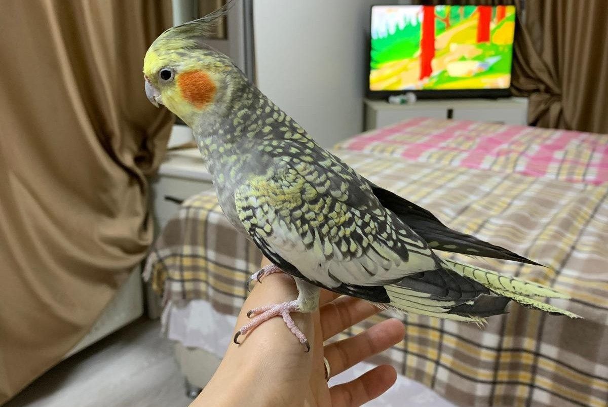 Siirt’te Kayıp Zeytin: İki Kardeşin Umutla Geri Dönüş Mücadelesi